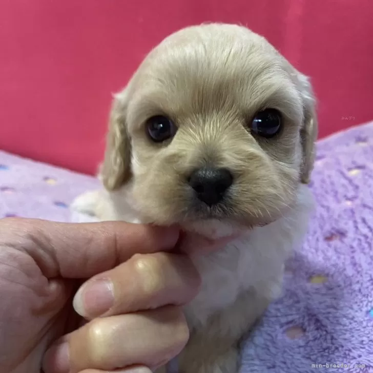 ID：2312-05298の子犬