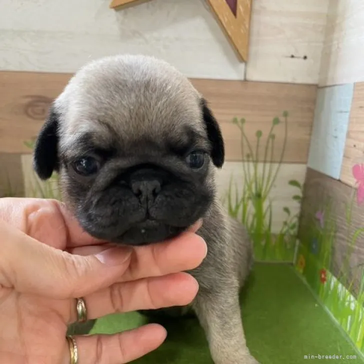 ID：2303-05289の子犬