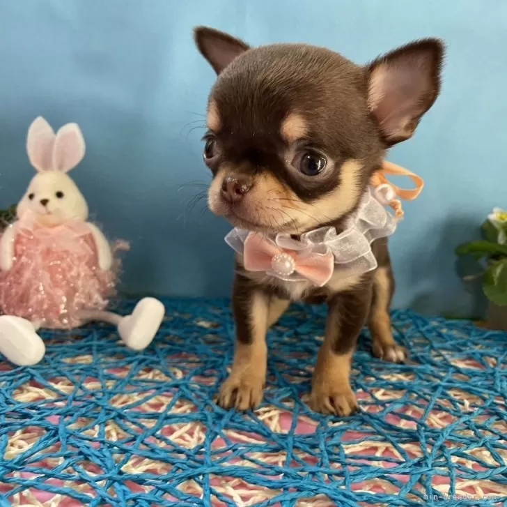 ID:2403-01745の子犬