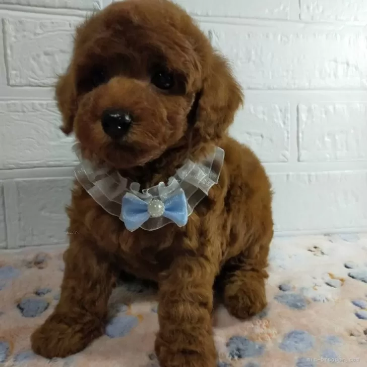 ID:2401-04270の子犬