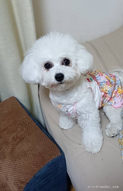 ビションフリーゼ【・女の子・2024年5月27日・ホワイト】