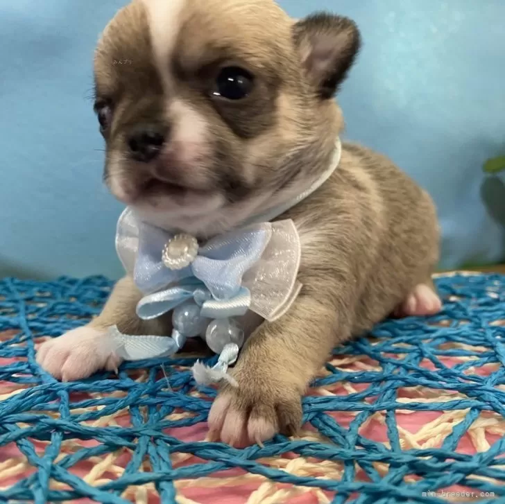 チワワ(スムース)【神奈川県・男の子・2024年2月20日・フォーン&amp;ホワイト】の写真1「ほぼへそ天または横向きですやすや😌🌃💤」