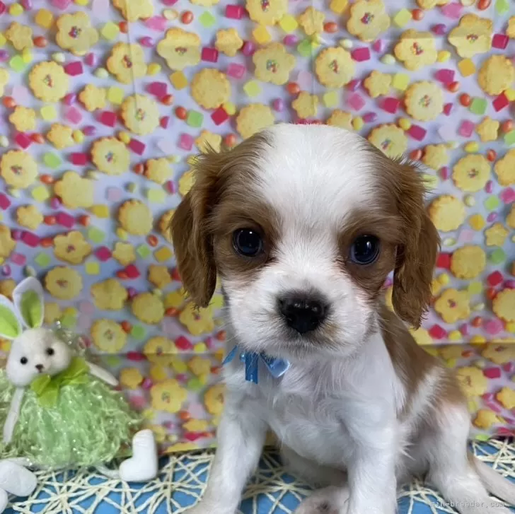 ID：2405-03731の子犬