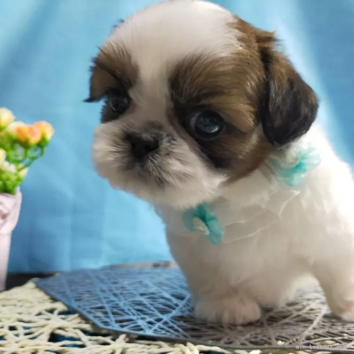 ID：2403-03163の子犬