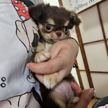 チワワ(ロング)【神奈川県・男の子・2023年6月30日・チョコレートタン】の写真「実物は、すごく可愛い💠です。見に来て下さいね！」