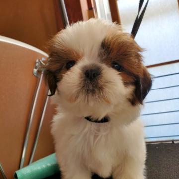 シーズー【神奈川県・女の子・2022年10月20日・ホワイト&ゴールド】の写真「12月25日も見学できます」