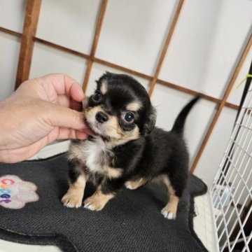 チワワ(ロング)【神奈川県・男の子・2023年6月8日・ブラックタン】の写真「なんと8匹兄弟
みんな元気!」