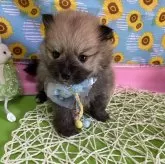 ポメラニアン【神奈川県・男の子・2024年4月24日・オレンジセーブル】の写真1