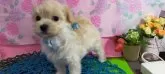 マルプー(マルチーズ×トイプードル)【神奈川県・男の子・2024年5月2日・クリーム】の写真4