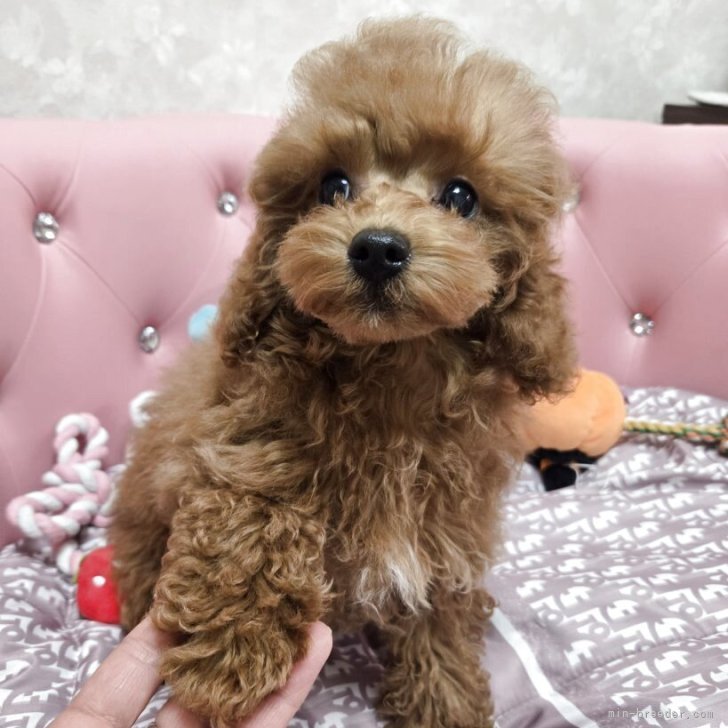 ブリーダー画像