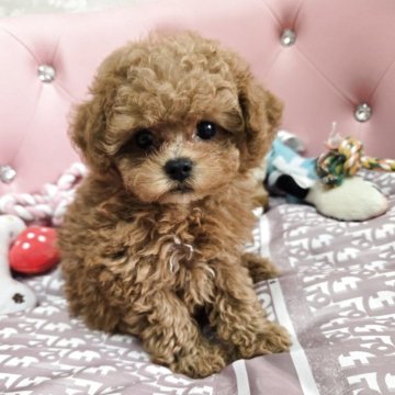 タイニープードル【茨城県・女の子・2025年7月20日・レッド】の写真「2kgちょっとの小さめ予想の可愛いお姫様」