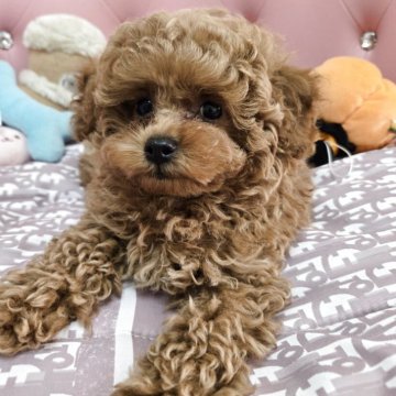 トイプードル(トイ)【茨城県・男の子・2025年7月20日・レッド】の写真「ちょっと泣き虫の甘えん坊王子」