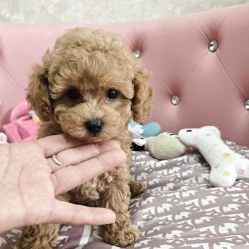トイプードル(トイ)【茨城県・男の子・2025年7月25日・アプリコット】の写真「ちょっとマイペースな可愛いイケメン王子」