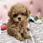 タイニープードル
