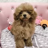 タイニープードル