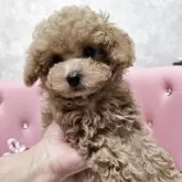 タイニープードル