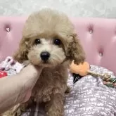 タイニープードル