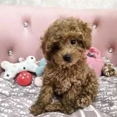トイプードル(トイ)