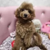 トイプードル(トイ)