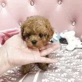 タイニープードル
