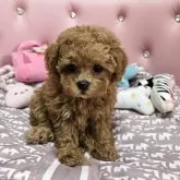 タイニープードル