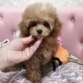 タイニープードル