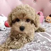 タイニープードル