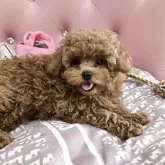 トイプードル(トイ)