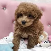 トイプードル(トイ)
