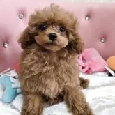 タイニープードル