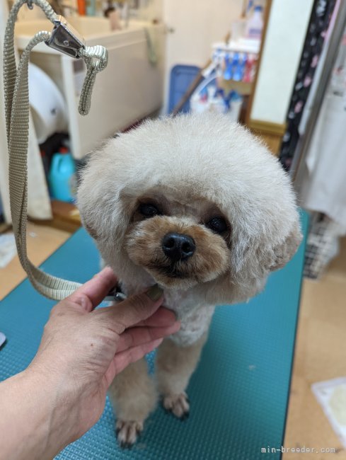 タイニープードル【・男の子・2019年5月3日・レッド】