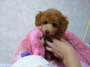 トイプードル(トイ)【茨城県・男の子・2018年7月1日・レッド】の写真「四兄妹唯一の男の子。甘えん坊くんです。」