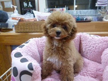 トイプードル(トイ)【茨城県・男の子・2017年7月3日・アプリコット】の写真「白毛の入った個性的な男の子です」