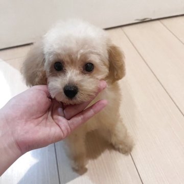 タイニープードル【神奈川県・男の子・2025年6月25日・クリーム】の写真「懐っこい可愛い男の子🩷」