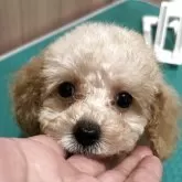 タイニープードル