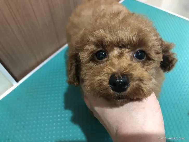 ID:2002-00868の子犬