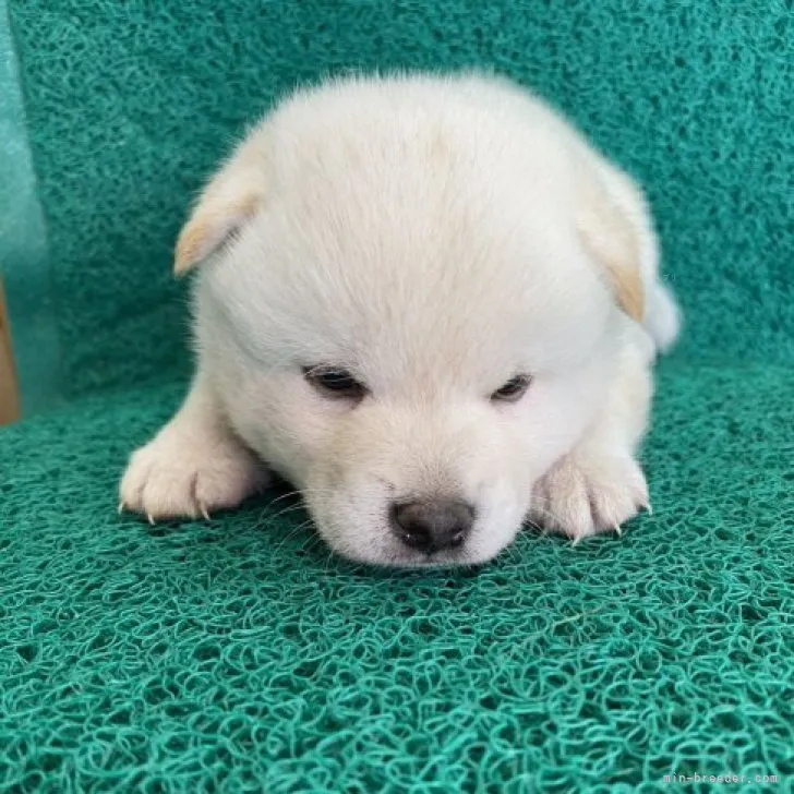 ID:2310-03649の子犬