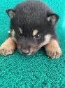 柴犬(標準サイズ)【広島県・男の子・2022年3月3日・黒】の写真3
