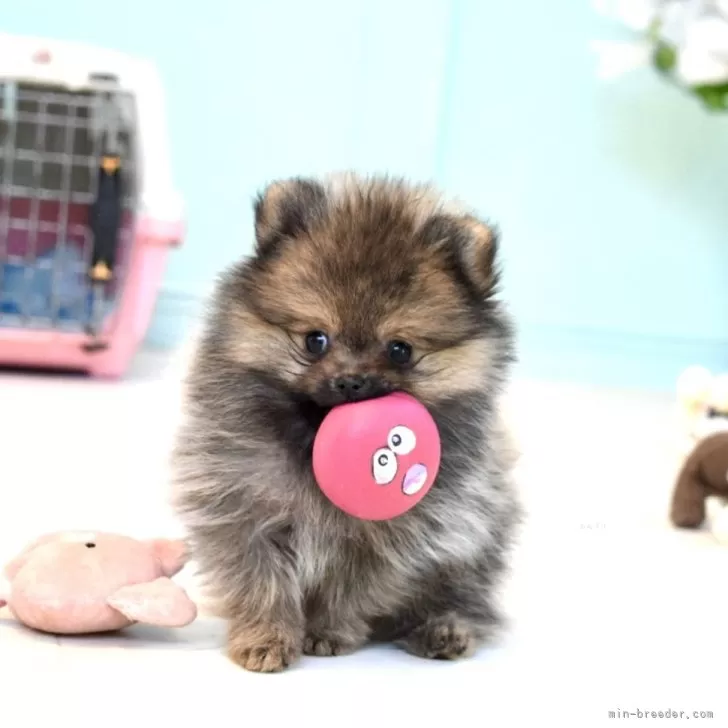 ポメラニアン ☆成犬予想2.5kg！小さめたぬきポメ☆ - 子犬や