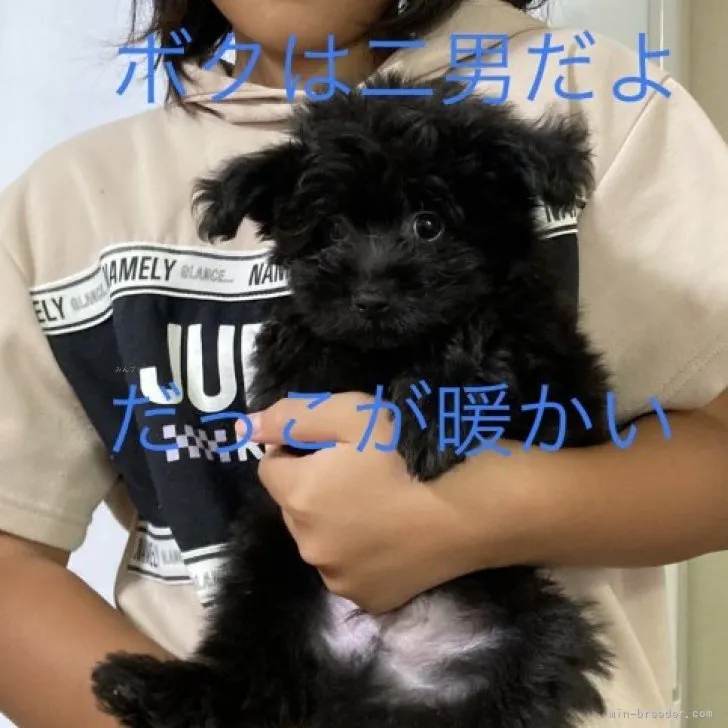 ID:2309-00693の子犬