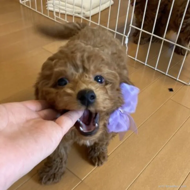 ID:2304-02944の子犬