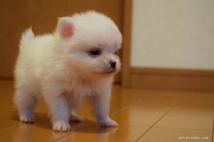 ポメラニアン 千葉県 男の子 年3月15日 ホワイト 白 まっ白く 成犬になっても赤ちゃんのようになるでしょ みんなのブリーダー 子犬id 05