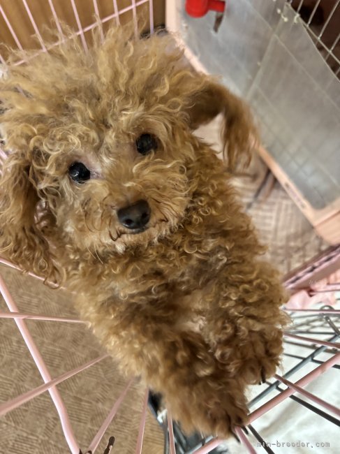 ティーカッププードル【・女の子・2022年2月13日・レッド】