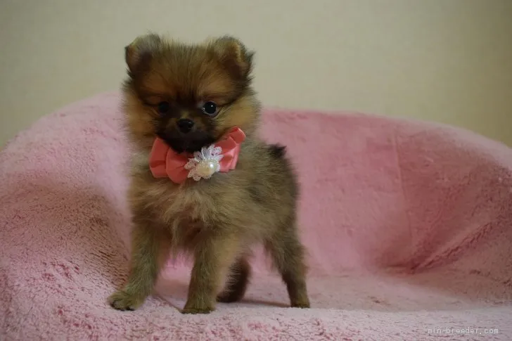 ID:1906-00439の子犬