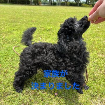 トイプードル(トイ)【千葉県・男の子・2024年3月3日・ブラック くろ 黒】の写真「父CHロシア　　母レッドJKCショータイプ　」