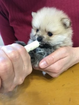 ポメラニアン【千葉県・女の子・2018年2月14日・クリームからライトオレンジ】の写真「2019 カレンダー　モデル犬」