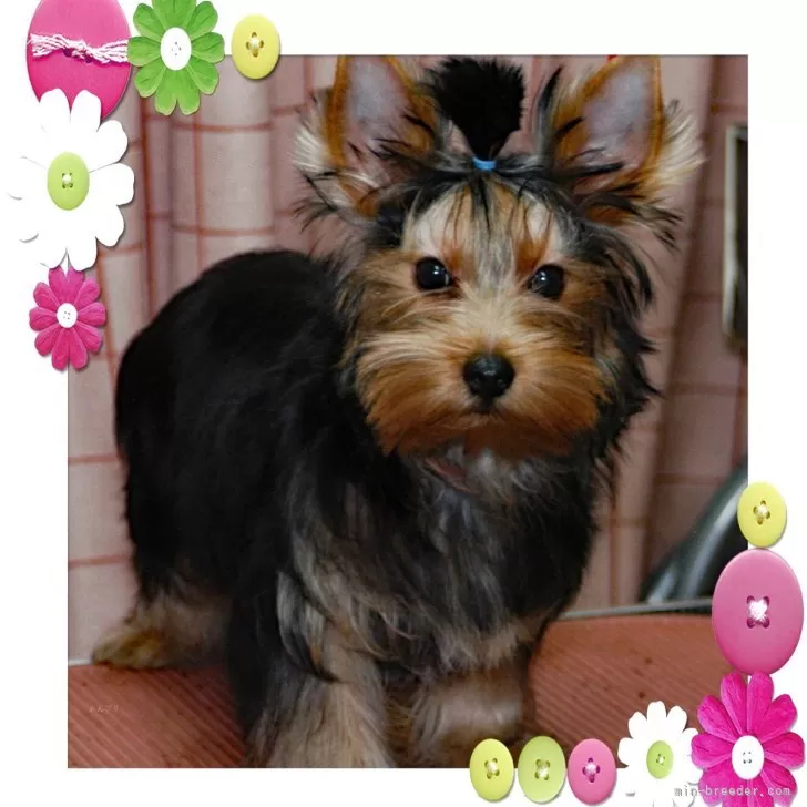 ヨークシャーテリア【石川県・男の子・2025年6月1日・スチ-ルブル-&amp;タン】の写真1「カリカリフ－ドをしっかり食べて成長しています。」