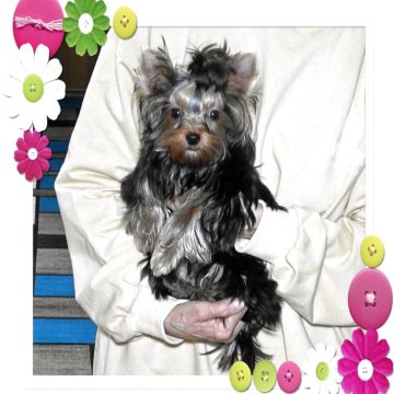 ヨークシャーテリア【石川県・男の子・2025年6月30日・スチ-ルブル-&タン】の写真「人懐っこくてチャ－ミングな男の子です。」