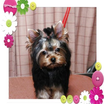 ヨークシャーテリア【石川県・男の子・2025年6月30日・スチィ-ルブル-&タン】の写真「とてもチャ－ミングな男の子」