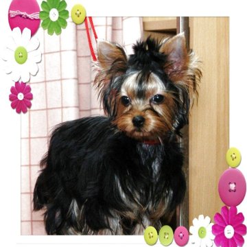 ヨークシャーテリア【石川県・男の子・2025年6月30日・スチィ-ルブル-&タン】の写真「とてもチャ－ミングな男の子」